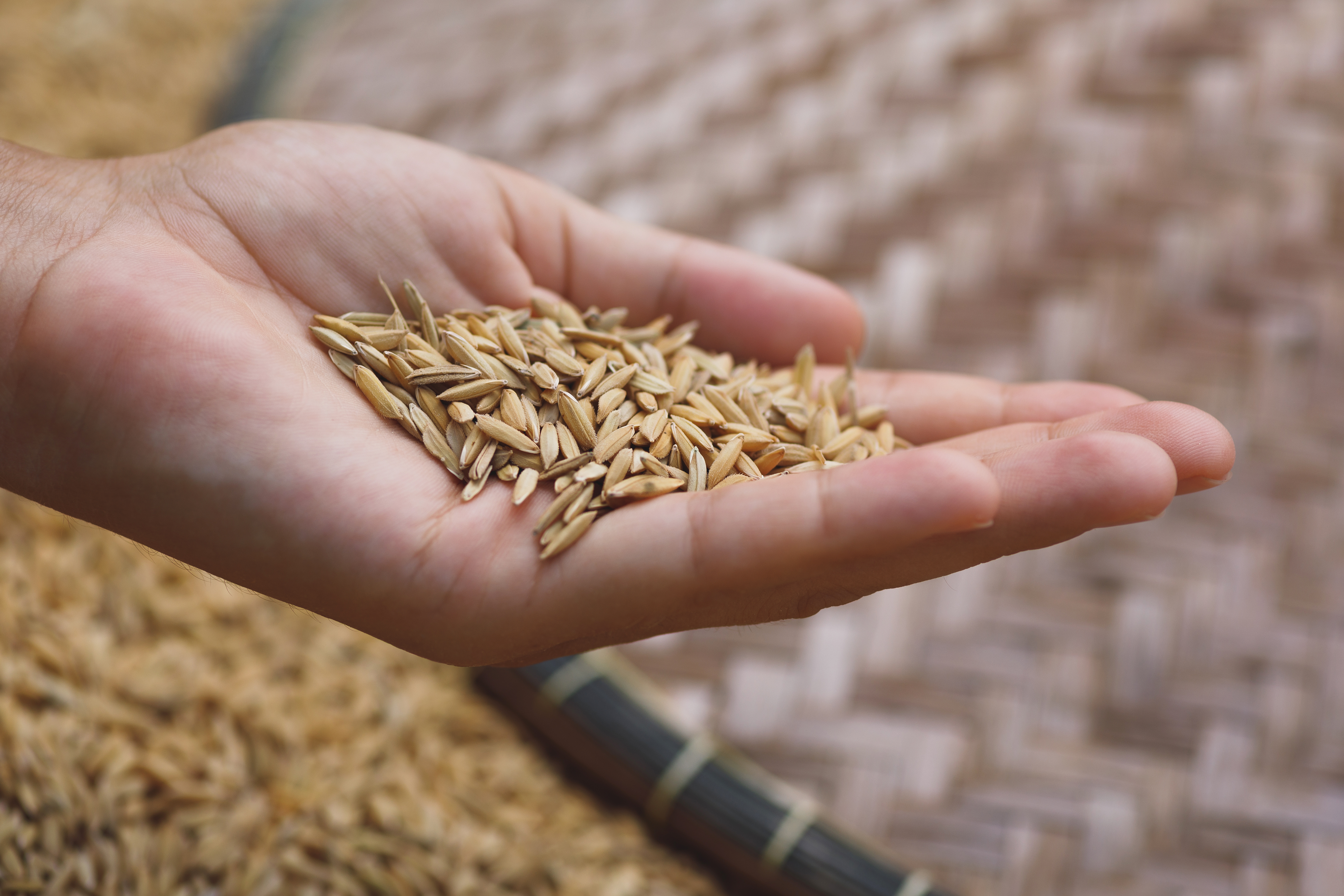 A hand holding harvested rice grains