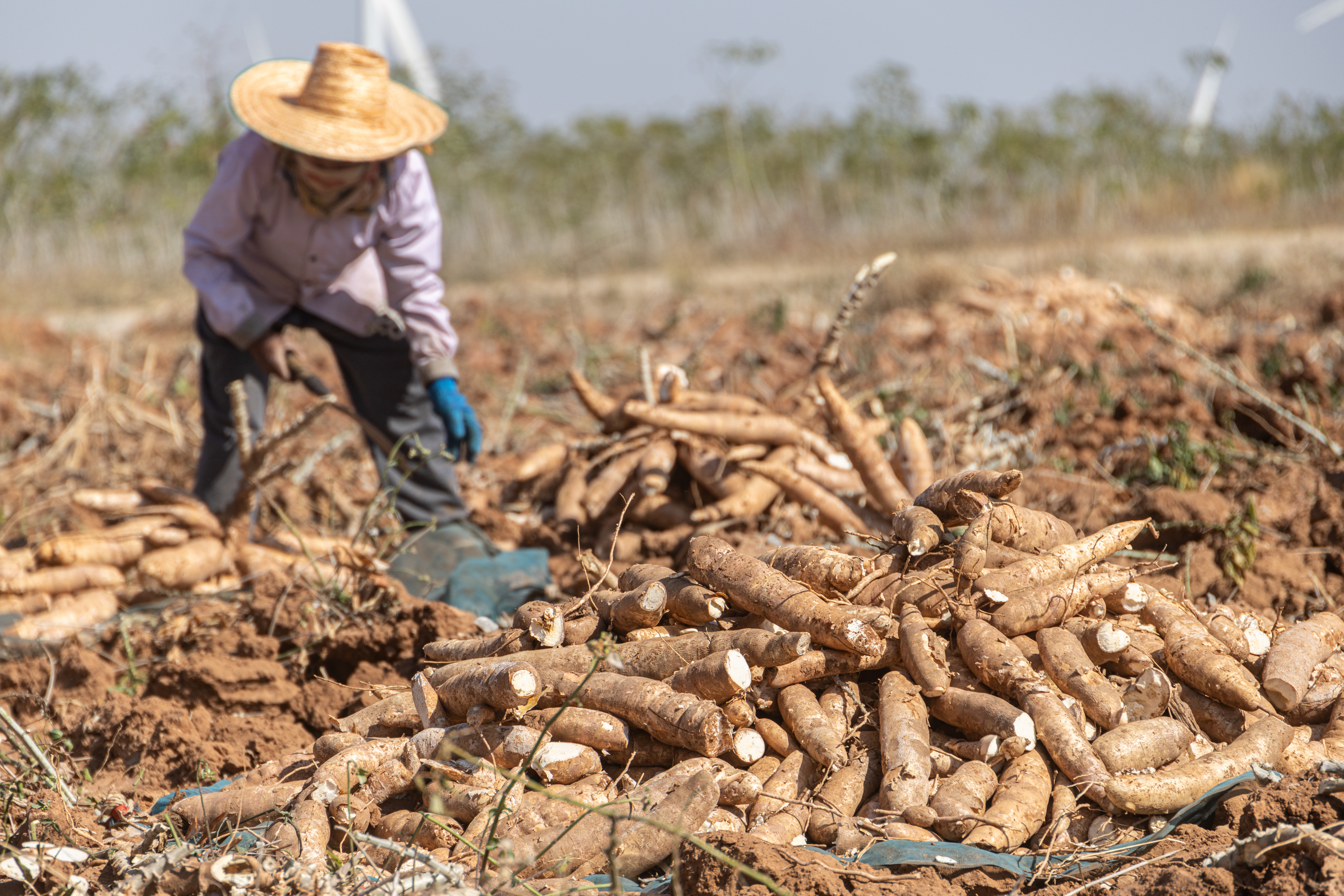 A farmer harvesting cassava root from a field